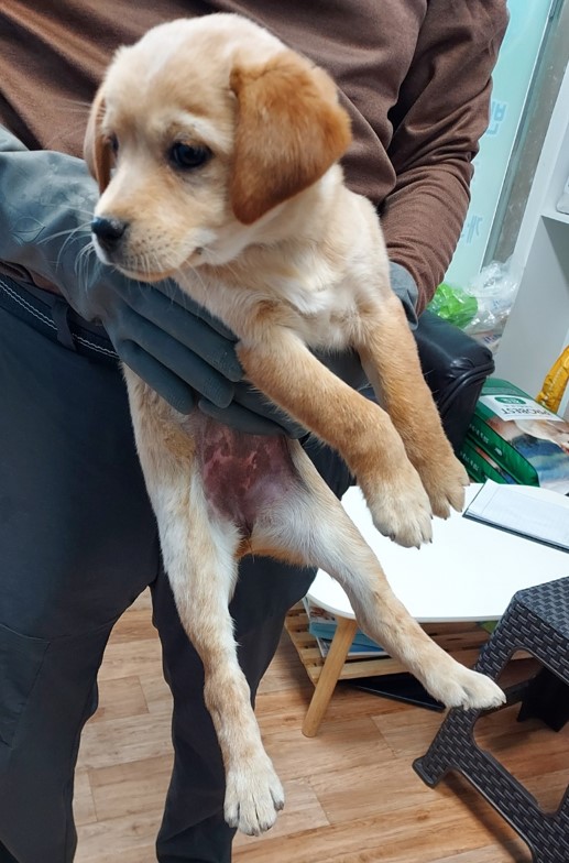 보호중 믹스견의 가…